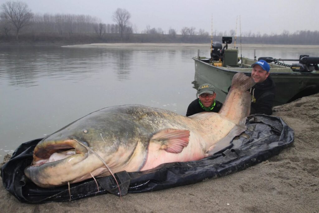 Самые крупные рыбы рек России