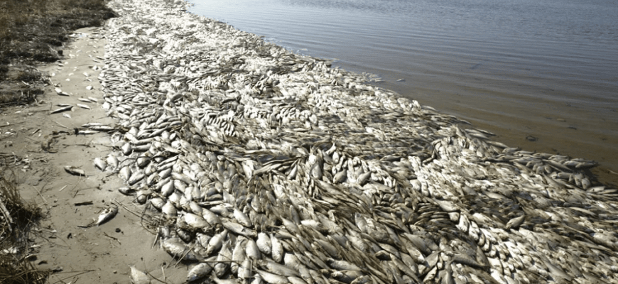 Экологические проблемы рыболовства на реках России