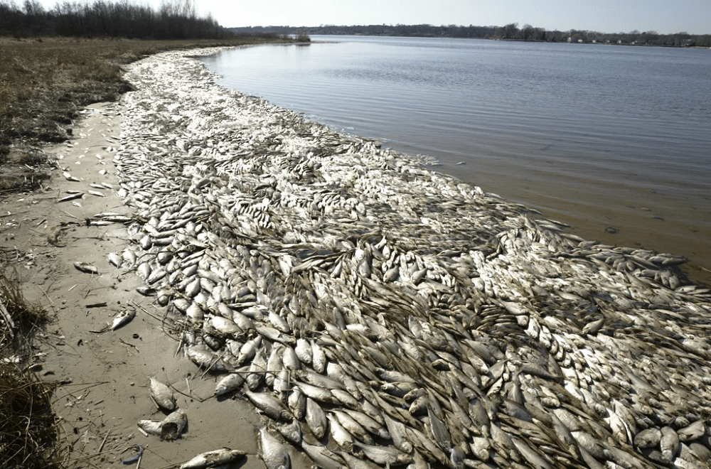 Экологические проблемы рыболовства на реках России
